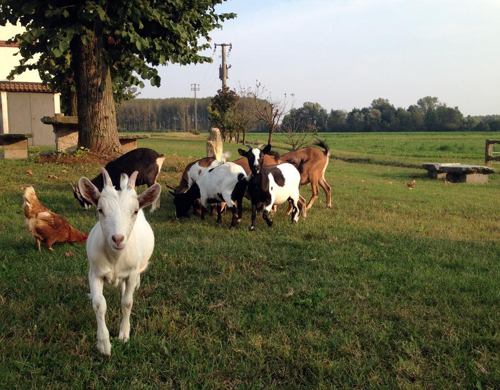 Bed And Breakfast Azienda Agricola Cascina Salazzara 马真塔 外观 照片